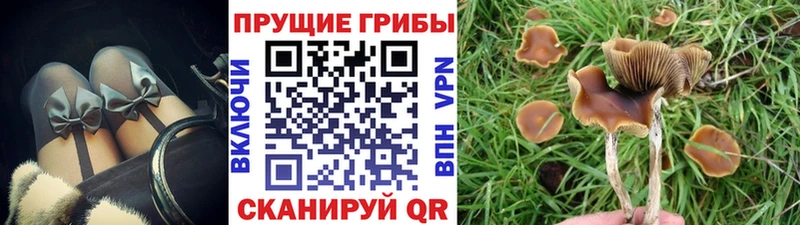 Купить где  Кольчугино  Галлюциногенные грибы Psilocybine cubensis 
